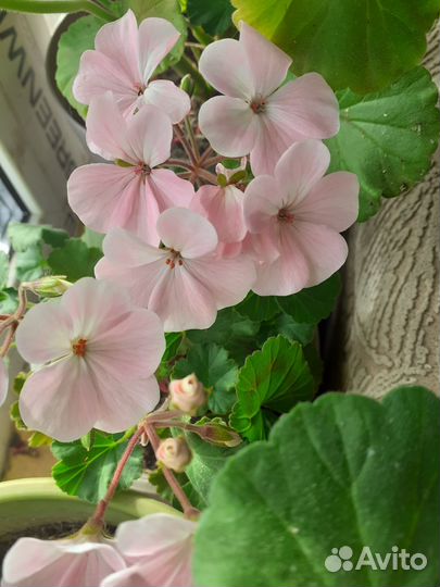 Пеларгония герань сортовая