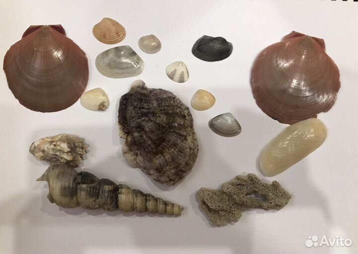 Морские ракушки. Есть редкие