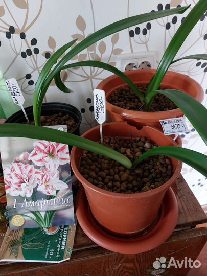 Гиппиаструм