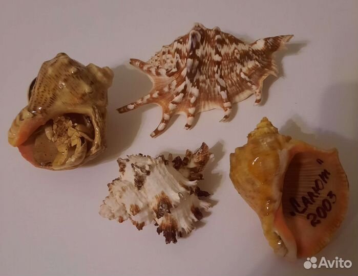 Поделки из морских ракушек 11 шт. пакетом