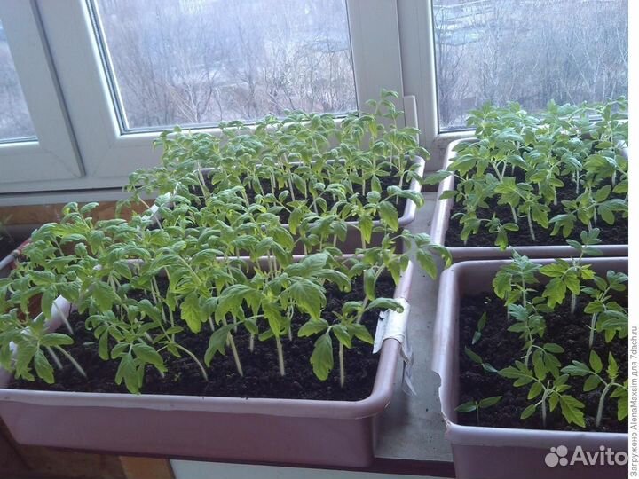 Рассада томатов