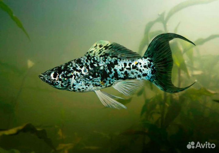 Мальки моллинезии Лирохвостой