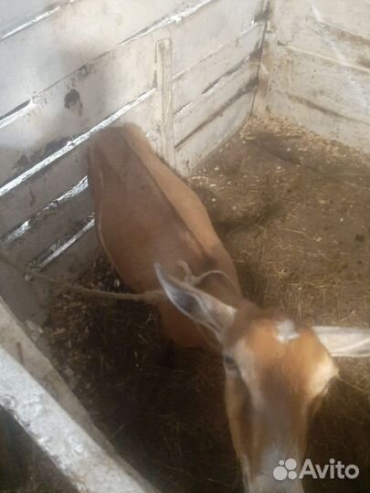 Глубоко сукотные Козы чешские