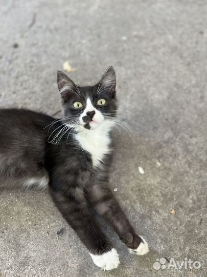 Котенок (мальчик,дворняжка)