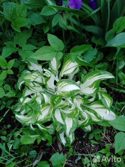 Хоста многолетние растения