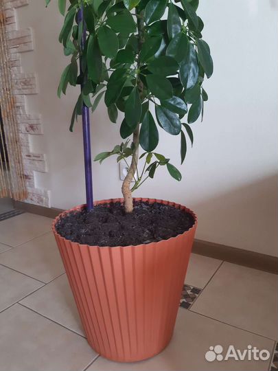 Комнатные цветы шефлера, высота с горшком 1,7 м