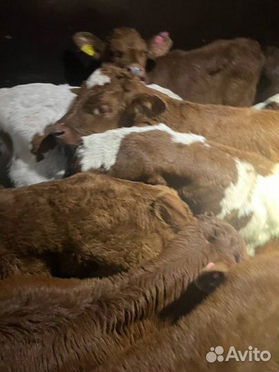 Элитные телята бычки доставка до двора