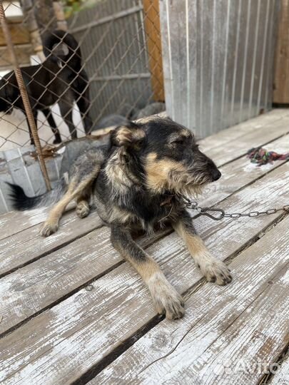 Собака в добрые руки