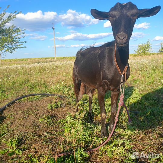 Продам козу