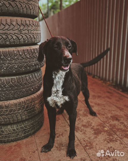 Собака в добрые руки