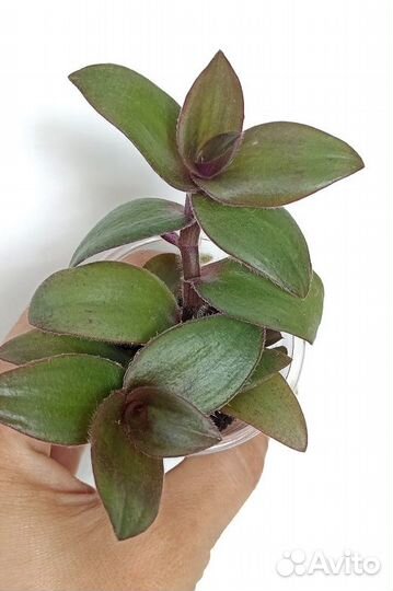 Традесканция и другие коммелиновые 58 сортов