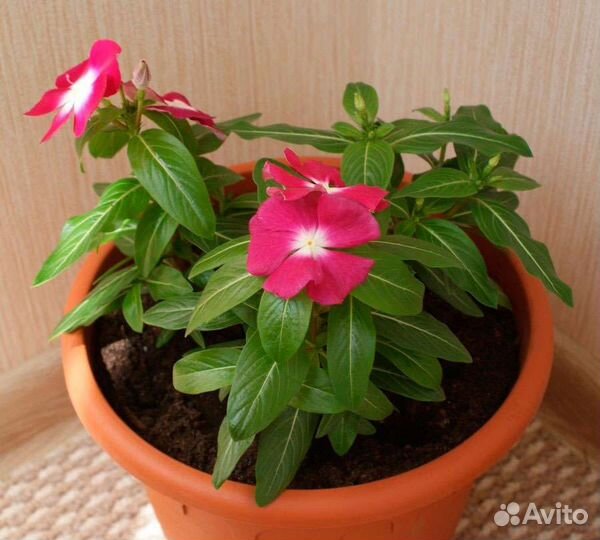 Катарантус, гацания, традесканция, хвостик