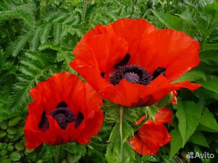Красный мак Садовый