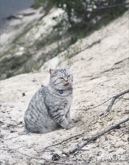 Кошки
