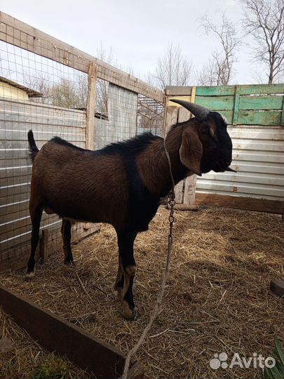 Козы англонубийские