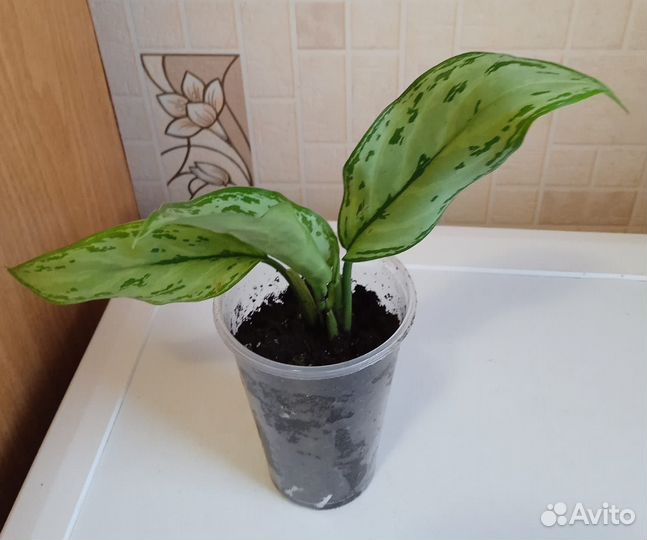 Комнатные растения