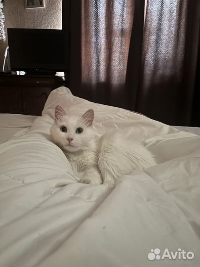 Ищем кота на вязку