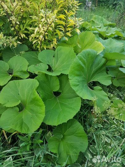 Белокопытень продам. Высота 60-70 см