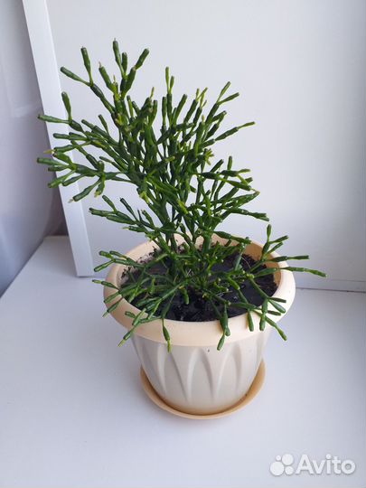 Комнатные цветы