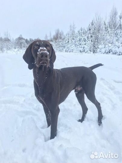 Курцхаар вязка