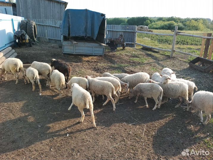 Овцы бараны ягнята оптом