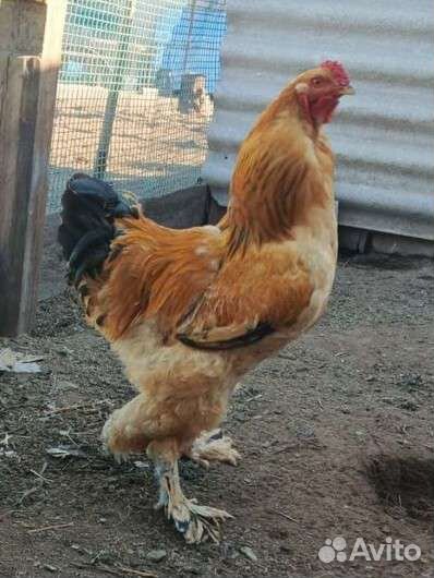 Молодые петушки Брама полевые, Белая