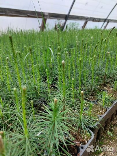 Саженцы ели европейской зкс оптом