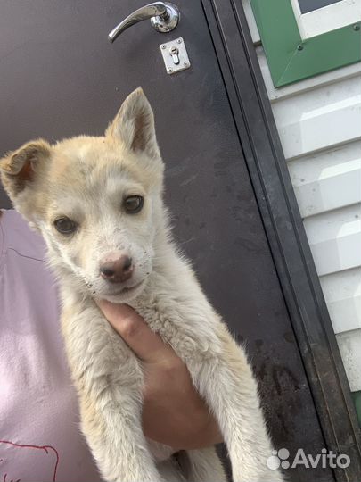 Отдам в добрые щенков