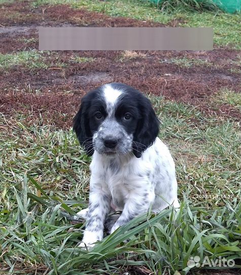 Русский спаниель