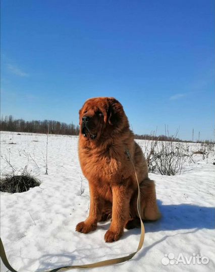 Вязка Тибет