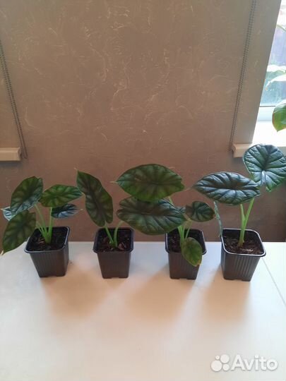 Алоказии, антуриум, филодендрон, сциндапсус