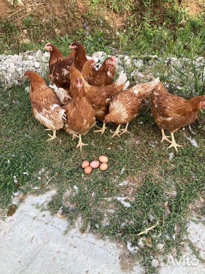 Молодые Куры Несушки