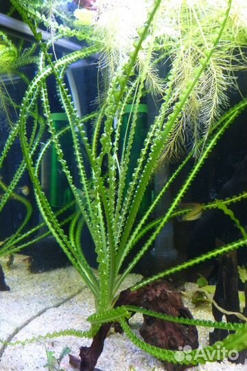 Кринум волнистый, Эхинодорус озирис