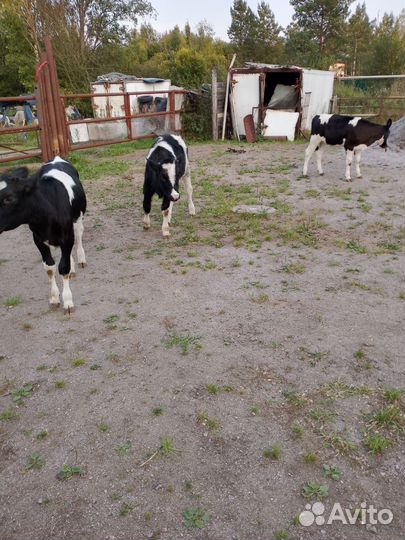 Телята бычки