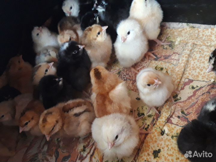 Продаю цыплят