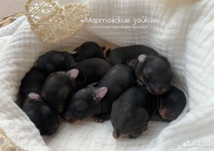 Декоративные крольчата огневки из питомника