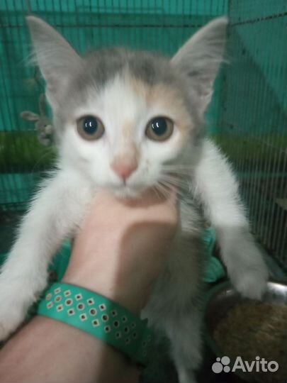 Трехцветная кошечка(на счастье) Ищет Дом