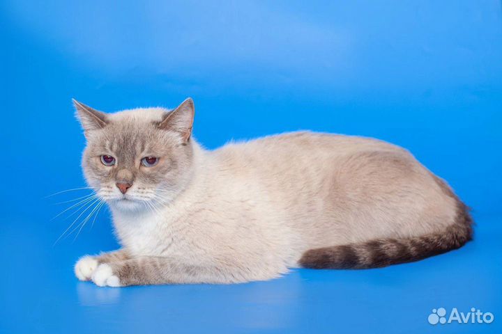 Тайский кот страдает в приюте