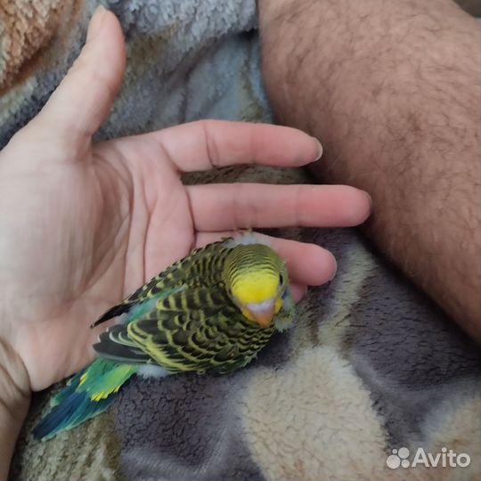 Птенцы волнистый попугай