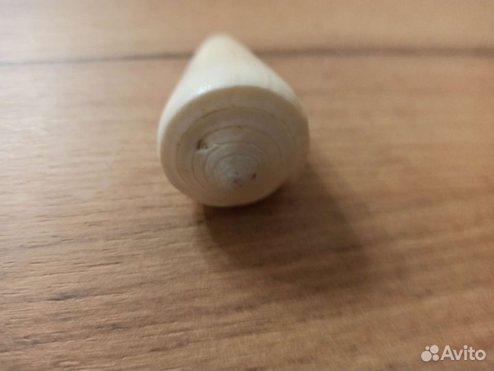 Морская раковина