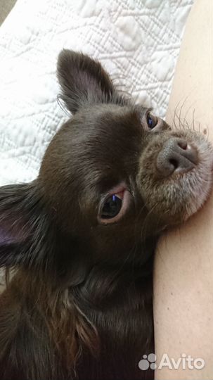 Передержка собак мелких пород