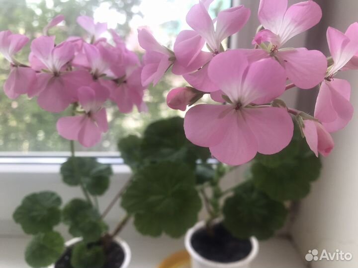 Пеларгония герань