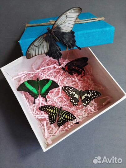Франшиза Салюты из Живых Тропических Бабочек 2851