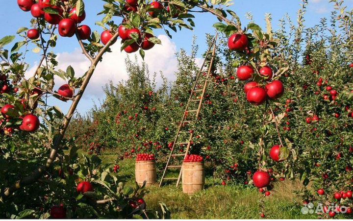 Яблоки оптом