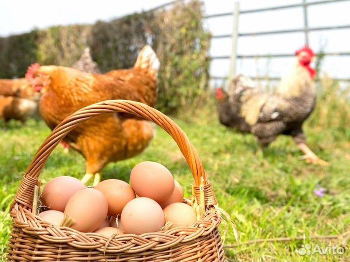 Куры несушки