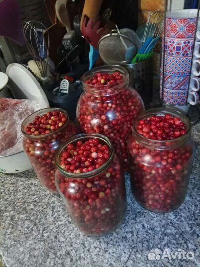 Голубика и не только