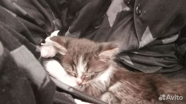 Котёнок в добрые руки