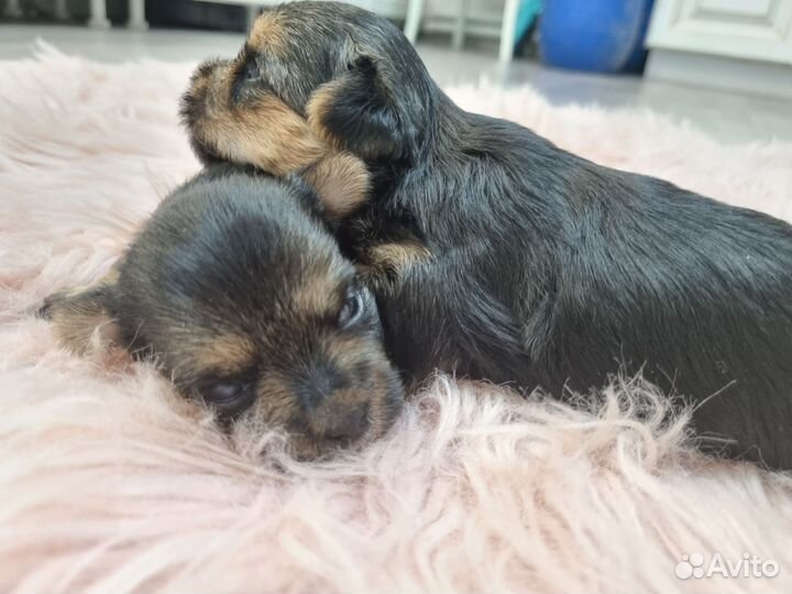 Продам щенков метисы