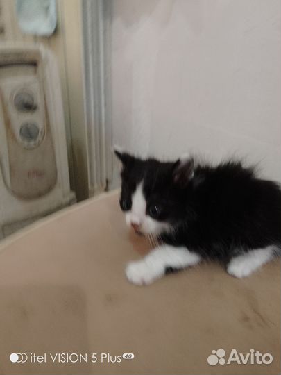Котята в дар