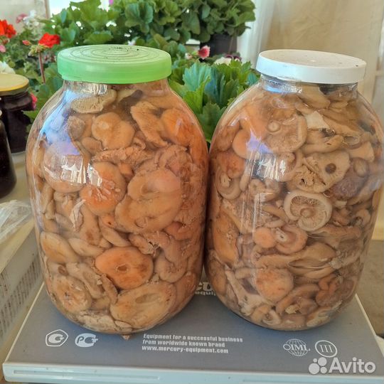 Рыжики, грузди, маслята, белые